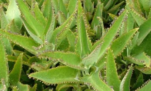 kalanchoe tincture for treating varicose veins